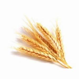 Wheat Exporters, Wholesaler & Manufacturer | Globaltradeplaza.com