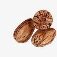 Nutmeg Exporters, Wholesaler & Manufacturer | Globaltradeplaza.com