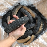 Dried Sandfish Sea Cucumber Exporters, Wholesaler & Manufacturer | Globaltradeplaza.com