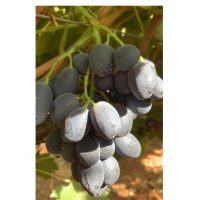Table Grapes Exporters, Wholesaler & Manufacturer | Globaltradeplaza.com