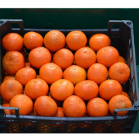 resources of East Peelers And Mandarin exporters