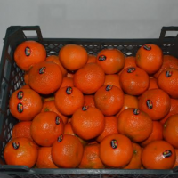 resources of East Peelers And Mandarin exporters