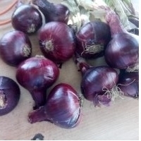 Red Onions Exporters, Wholesaler & Manufacturer | Globaltradeplaza.com
