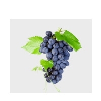 Autumn Royal Grapes Exporters, Wholesaler & Manufacturer | Globaltradeplaza.com