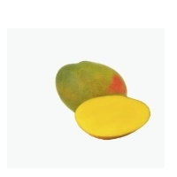 Kent Mangoes Exporters, Wholesaler & Manufacturer | Globaltradeplaza.com