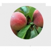 Fresh Peach Exporters, Wholesaler & Manufacturer | Globaltradeplaza.com