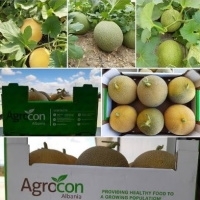 Fresh Melon Exporters, Wholesaler & Manufacturer | Globaltradeplaza.com