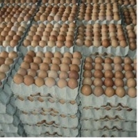 Eggs Exporters, Wholesaler & Manufacturer | Globaltradeplaza.com