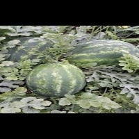 Watermelon Exporters, Wholesaler & Manufacturer | Globaltradeplaza.com