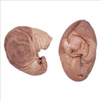 resources of Frozen Pork Stomach exporters