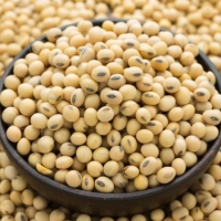 Soybean Nogmo Or Gmo Exporters, Wholesaler & Manufacturer | Globaltradeplaza.com