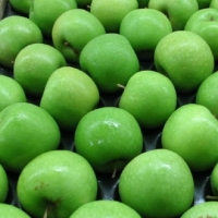 Granny Smith Apples Exporters, Wholesaler & Manufacturer | Globaltradeplaza.com