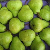 resources of Packham Triumph Pears exporters