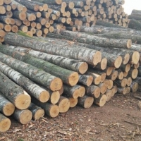 resources of Spruce Logs exporters