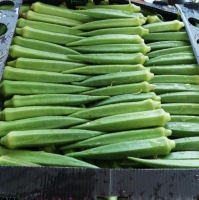 resources of Indian Okra Or Lady Finger exporters