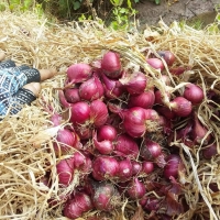 Vietnamese Fresh Onion Exporter And Supplier From Viet Nam