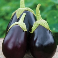 resources of Eggplant Fruit Vegetables Whole Sale exporters