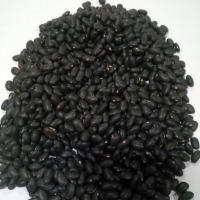 Black Beans Exporters, Wholesaler & Manufacturer | Globaltradeplaza.com