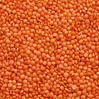 Lentils Beans, Red Lentils Exporters, Wholesaler & Manufacturer | Globaltradeplaza.com