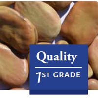 Broad/fava Beans Exporters, Wholesaler & Manufacturer | Globaltradeplaza.com