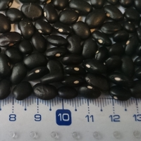 Black Kidney Beans Exporters, Wholesaler & Manufacturer | Globaltradeplaza.com