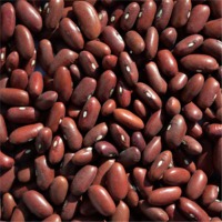 resources of Dark Red Kidney Beans exporters