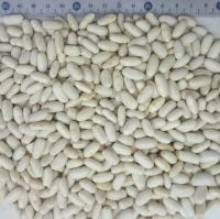 resources of White Beans exporters