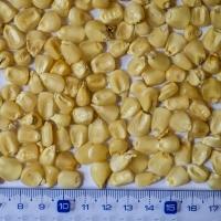 Yellow Corn Exporters, Wholesaler & Manufacturer | Globaltradeplaza.com