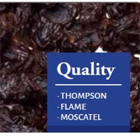 Dark Raisins Exporters, Wholesaler & Manufacturer | Globaltradeplaza.com