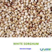 resources of Sorghum White exporters