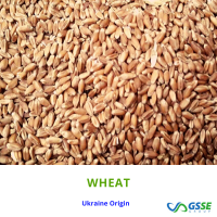 Milling Wheat Exporters, Wholesaler & Manufacturer | Globaltradeplaza.com