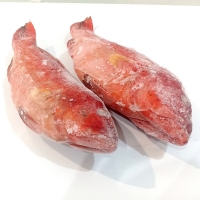 resources of Leopard Coral Grouper exporters