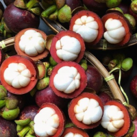 resources of Mangosteen exporters