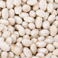 Small White Bean Exporters, Wholesaler & Manufacturer | Globaltradeplaza.com