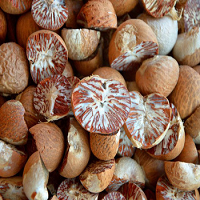 Betel Nut Exporters, Wholesaler & Manufacturer | Globaltradeplaza.com