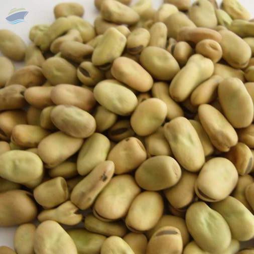 Faba Beans Exporters, Wholesaler & Manufacturer | Globaltradeplaza.com