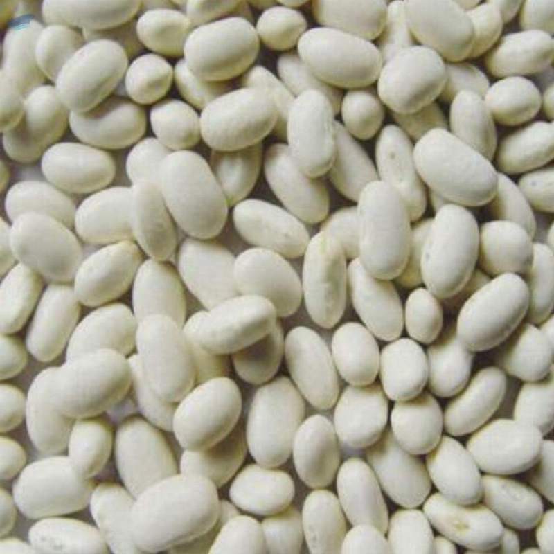 White Kidney Beans Exporters, Wholesaler & Manufacturer | Globaltradeplaza.com