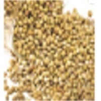 Coriander Seeds Exporters, Wholesaler & Manufacturer | Globaltradeplaza.com