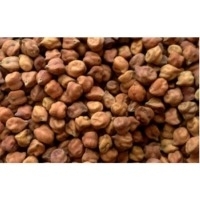Black Gram Exporters, Wholesaler & Manufacturer | Globaltradeplaza.com