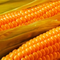 Yellow Corn Gmo Exporters, Wholesaler & Manufacturer | Globaltradeplaza.com