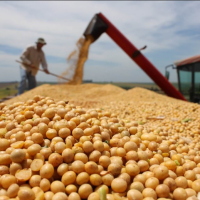 resources of Soybean Gmo exporters