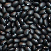 Beans Exporters, Wholesaler & Manufacturer | Globaltradeplaza.com