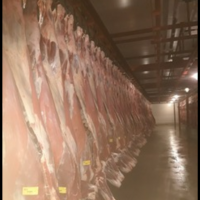 Beef Carcass Exporters, Wholesaler & Manufacturer | Globaltradeplaza.com