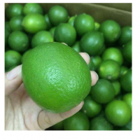 Lime Seedless Exporters, Wholesaler & Manufacturer | Globaltradeplaza.com