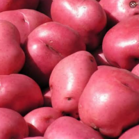 Potato Exporters, Wholesaler & Manufacturer | Globaltradeplaza.com