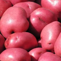 Red Potato Exporters, Wholesaler & Manufacturer | Globaltradeplaza.com