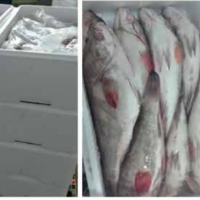 Frozen Mackerel Exporters, Wholesaler & Manufacturer | Globaltradeplaza.com