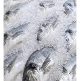 resources of Fresh And Frozen Fish exporters