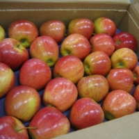 resources of Fresh Fuji Apple Fruits exporters
