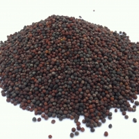 resources of Canola Seeds exporters